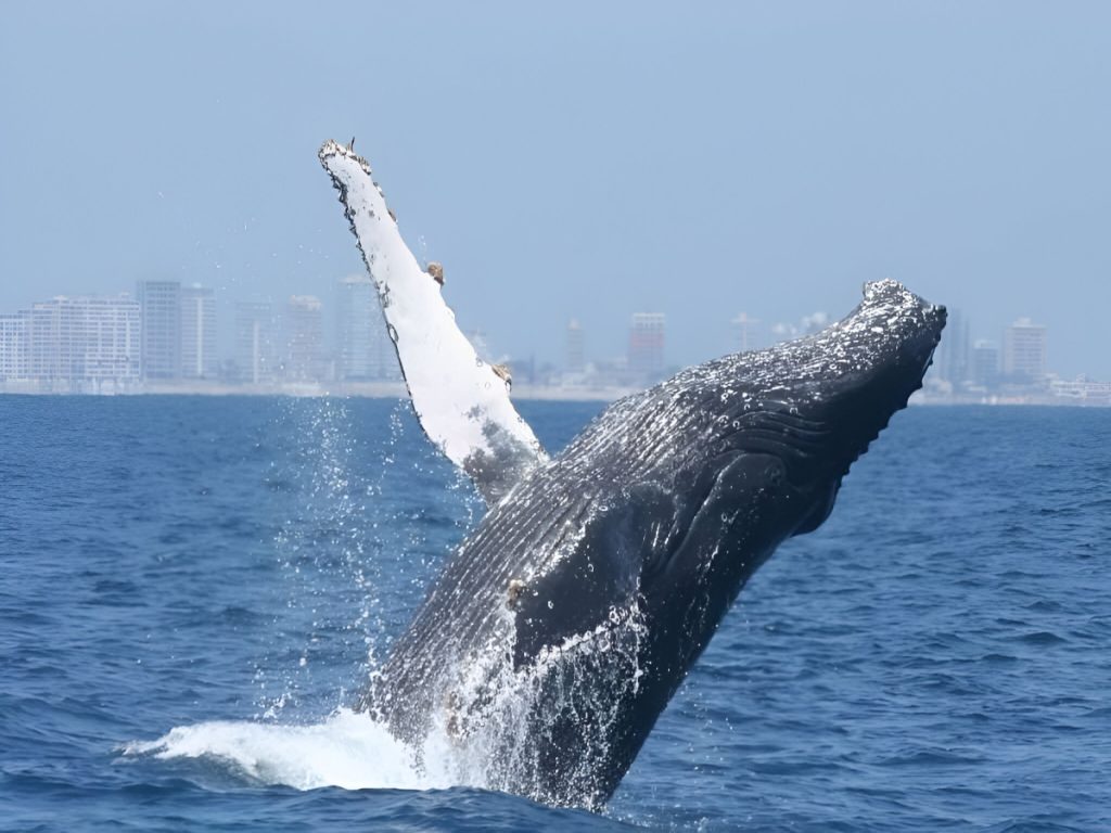 Ballena jorobada saliendo del agua