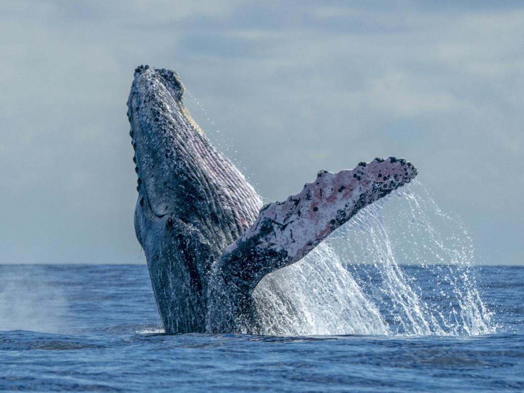 humpback whale breaching on its back