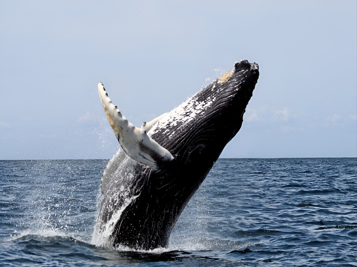 humpback whale communicating