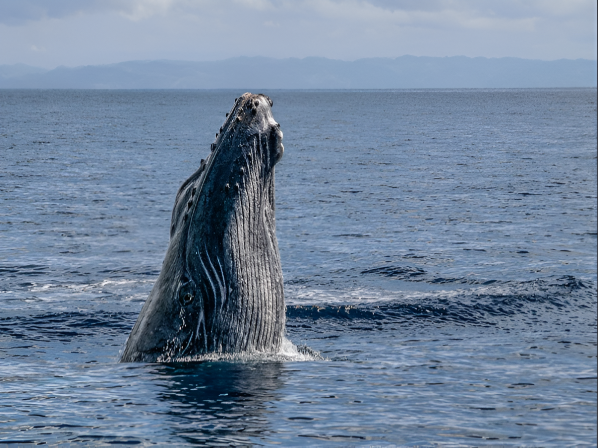 Humpback whale looking