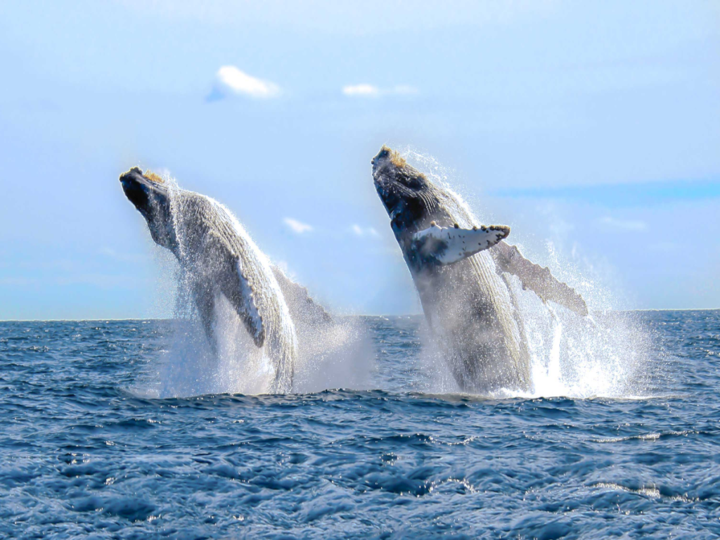 Humpback Whales, Ballenas en Costa Rica