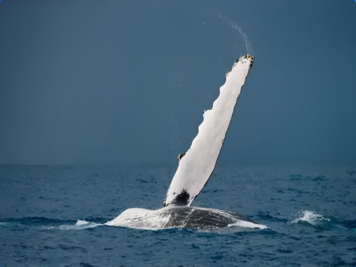 humpback whale waving