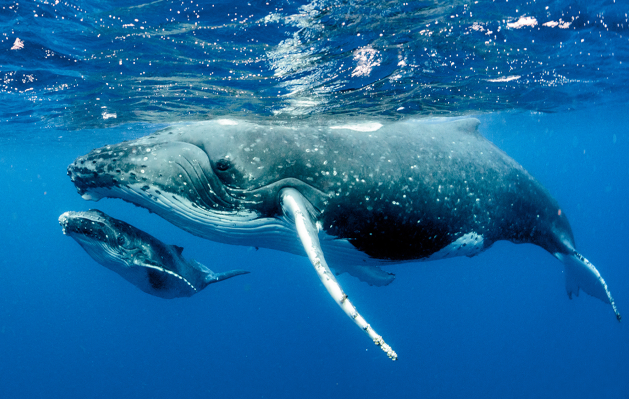 Humpback whale with calf on migration to Costa Rica