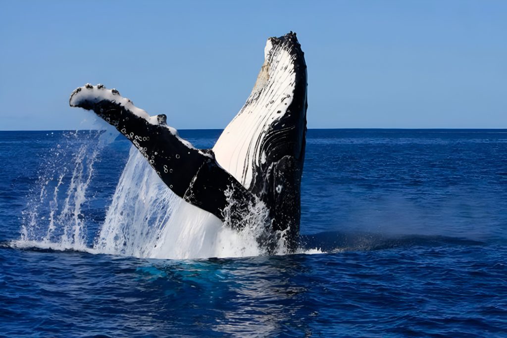 humpback whale feeding
