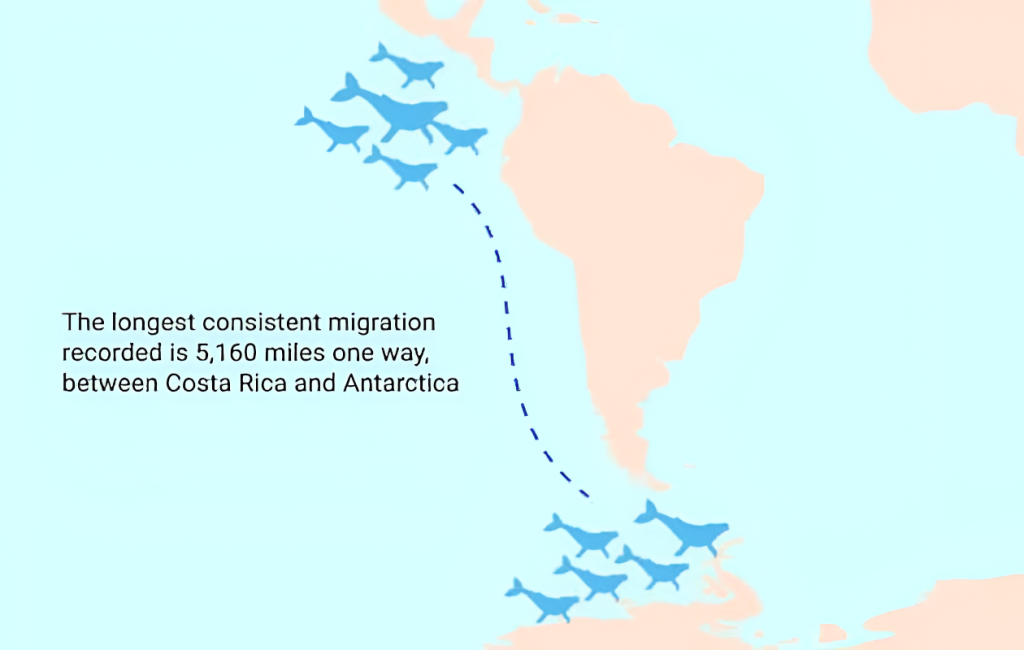Migración de las ballenas jorobadas