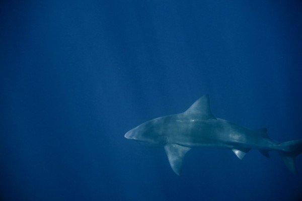 bull shark
