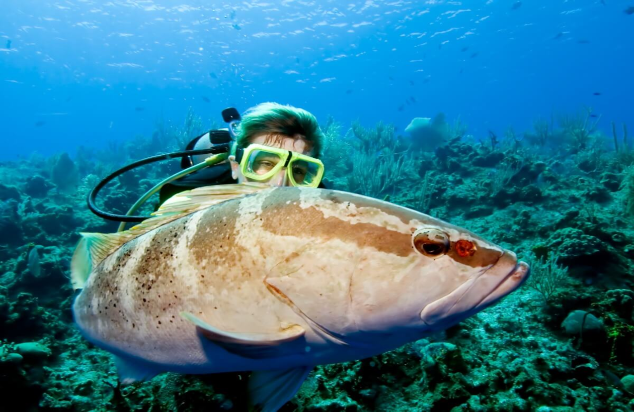Nassau grouper fish