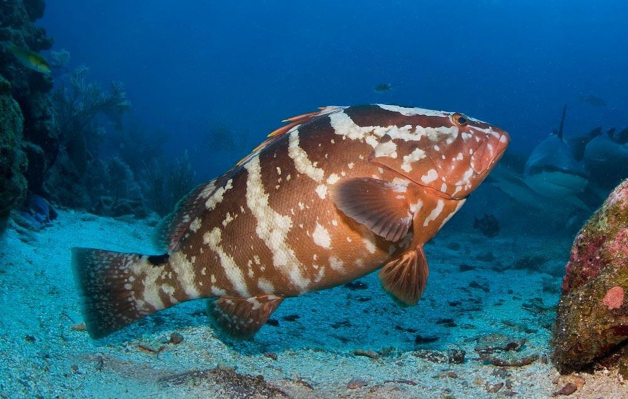 nassau grouper nassau grouper- fishes in danger of extintion