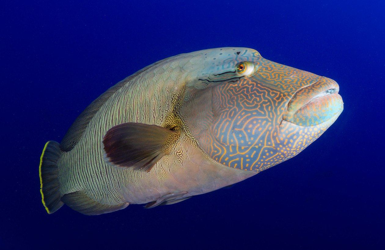 Pez Napoleón- entre las cinco especies de peces en peligro de extinción