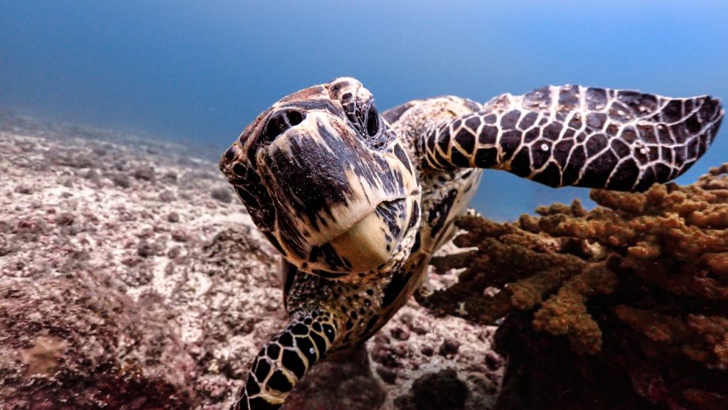 Tortuga Spoted at Discover Scuba Diving Course
