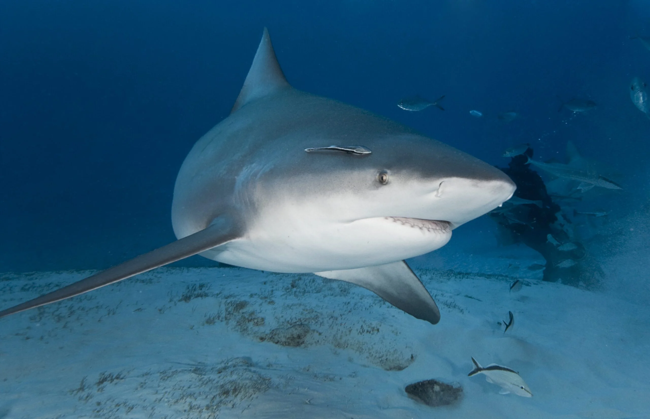 bull shark looking