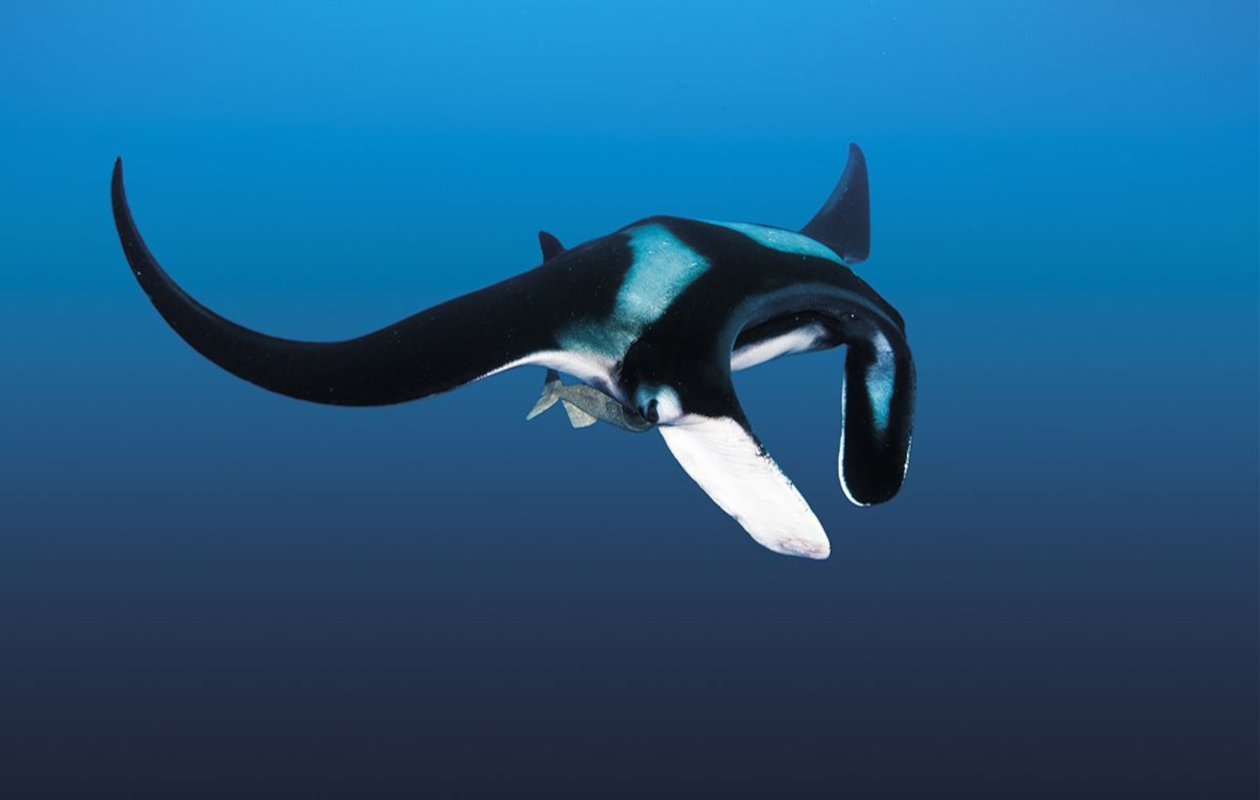 animales marinos de costa rica