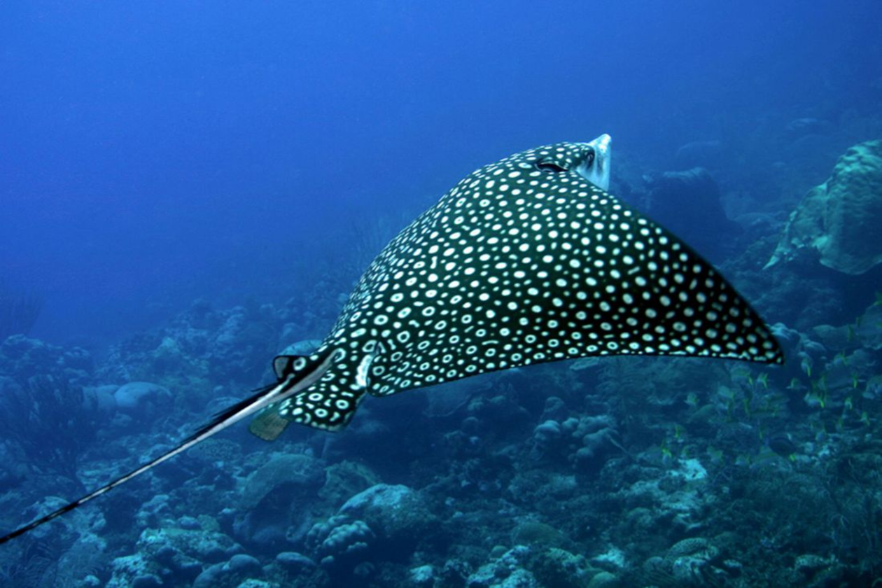 eagle ray in costa rica
