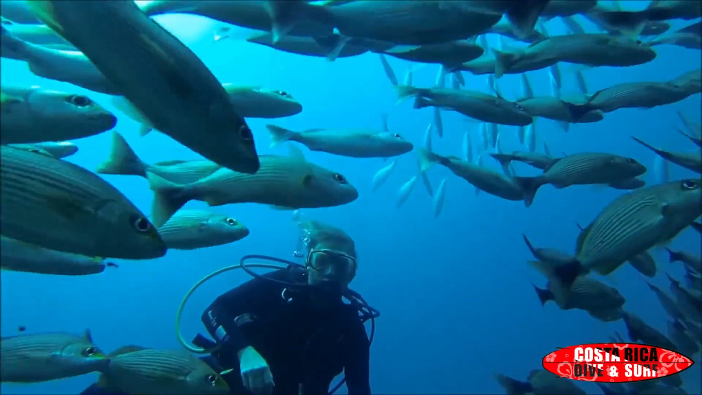 Buzo encuentra enorme cantidad de peces en la isla del Caño