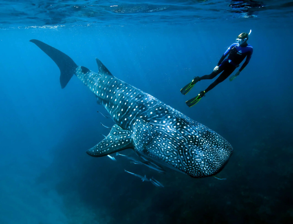 diver with shark whales