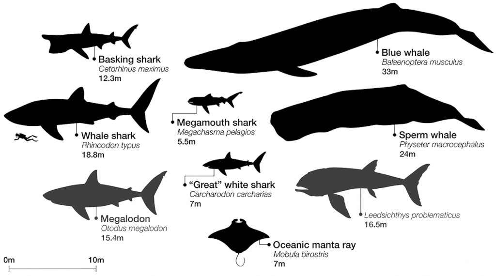 whale shark size comparison