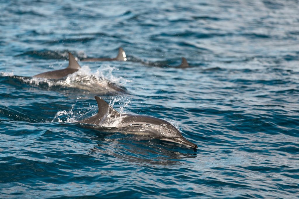 diving-in-Kona-see-amazing-underwater-animals-like-dolphins