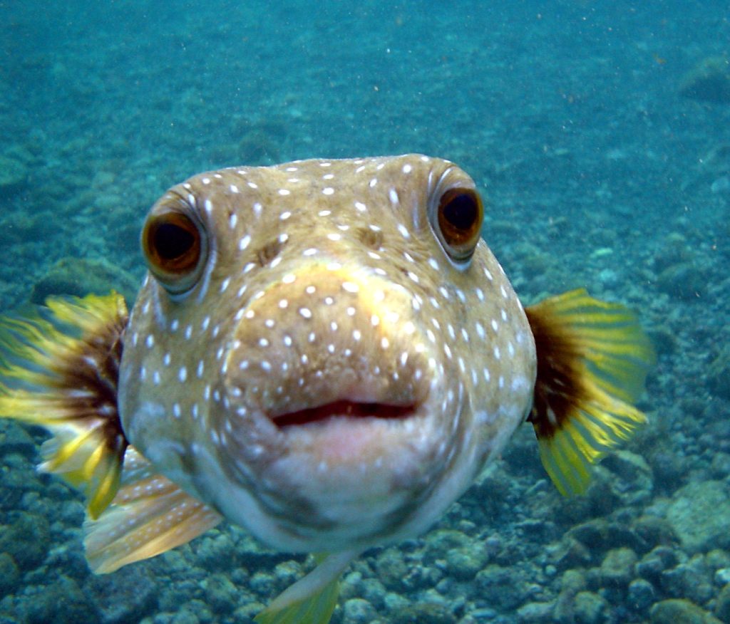 dotted-puffer-fish
