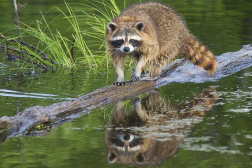 animals at Marino Ballena 