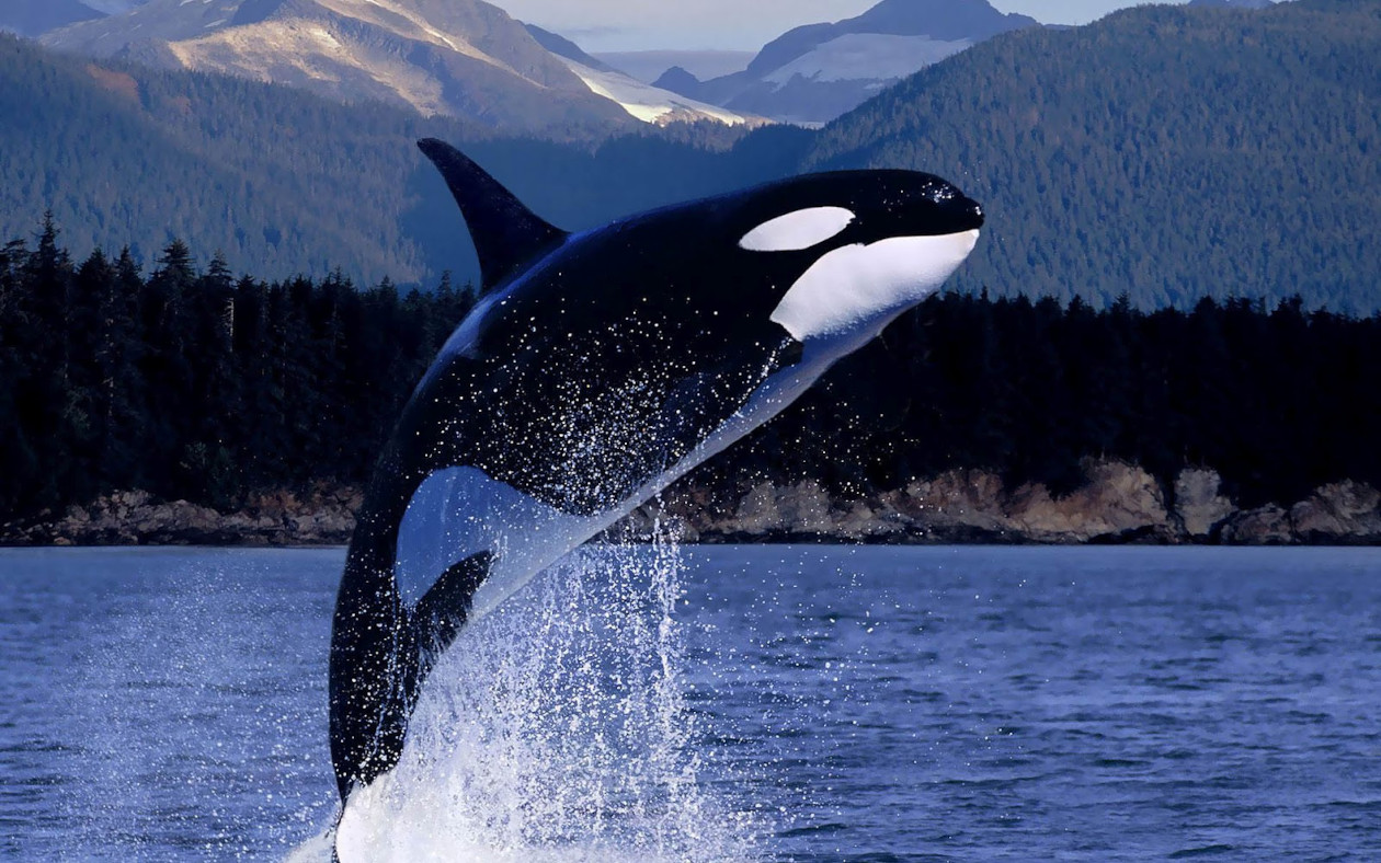 killer whale
