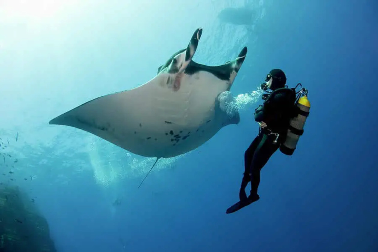 buzo observando detenidamente a majestuosa mantarraya
