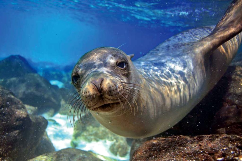 seal in the waters of marino ballena national park