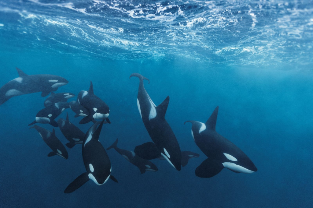 orcas nadando juntas