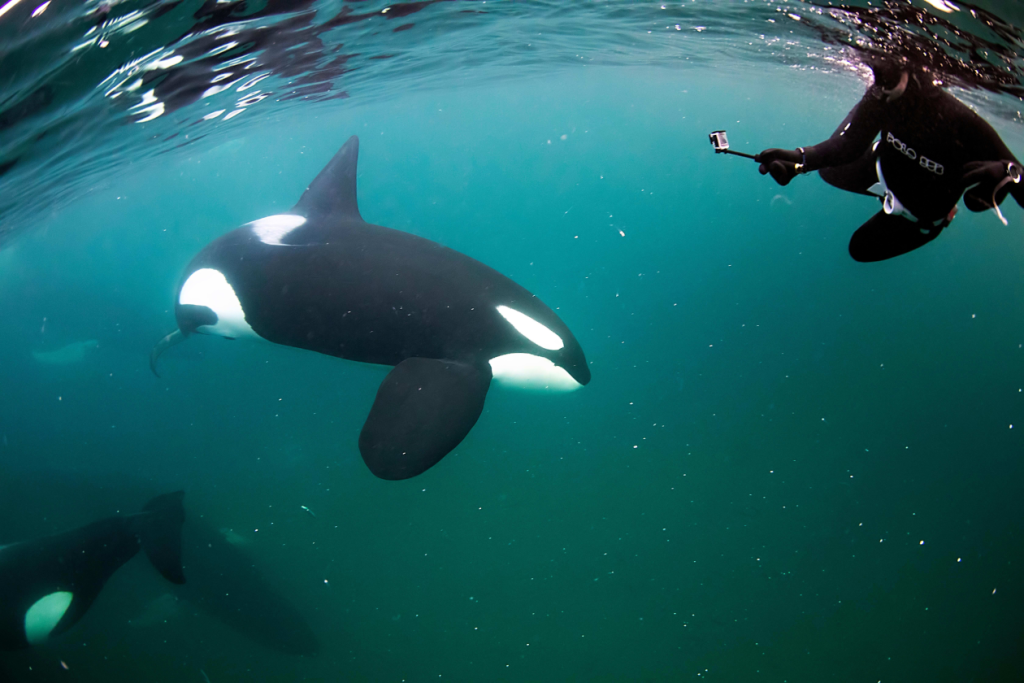 Buceador filmando una orca de cerca