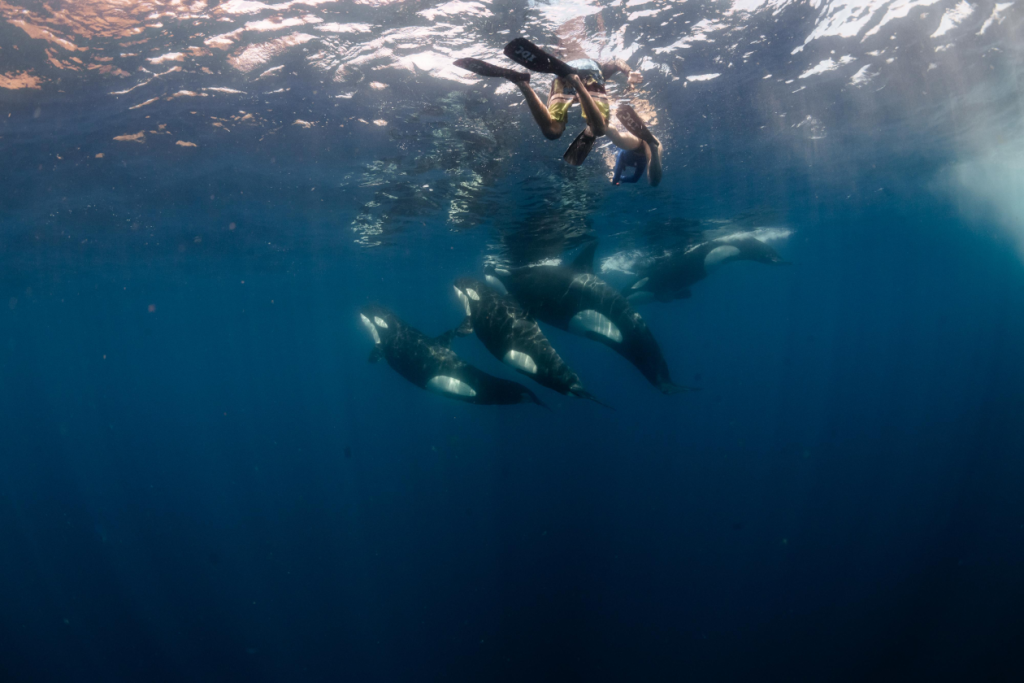 Divers see orcas