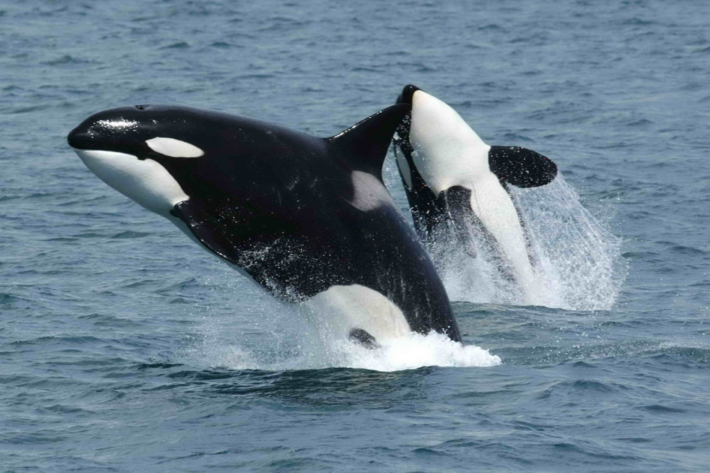 orca jump