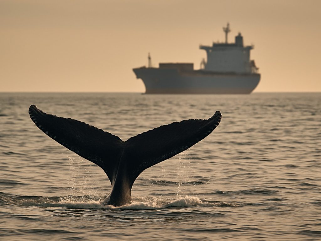 Humpback Whale Threats cargo Ship Humpback Whale Threats cargo Ship