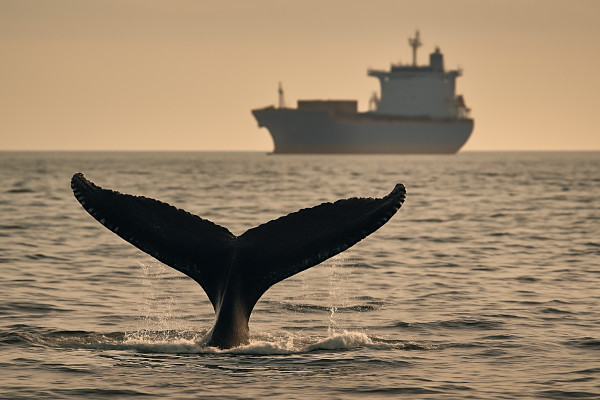 Humpback Whale Threats