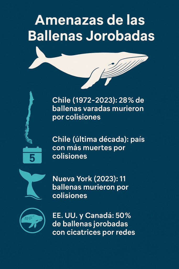 Infograma Amenazas de las Ballenas Jorobadas. Estadísticas Infograma Amenazas de las Ballenas Jorobadas. Estadísticas