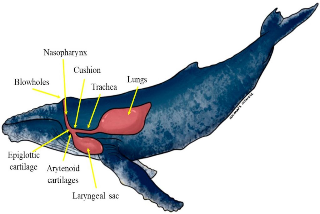 Parts of a humpback whale