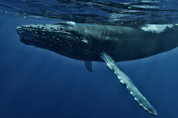humpback whale song