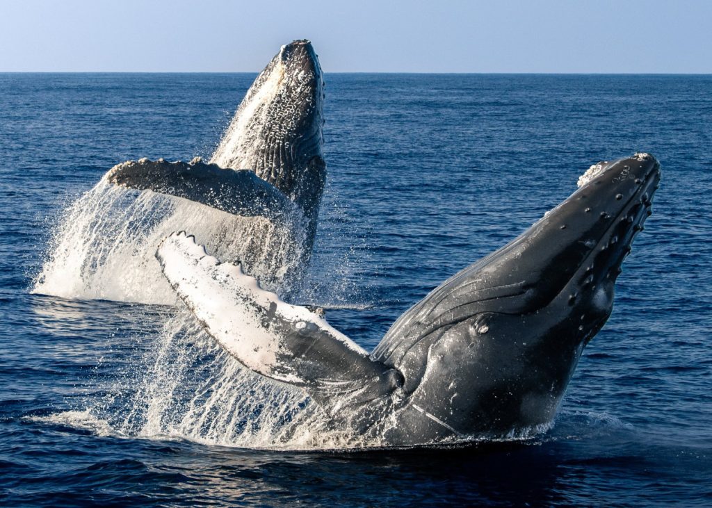 Humpback whales breaching 