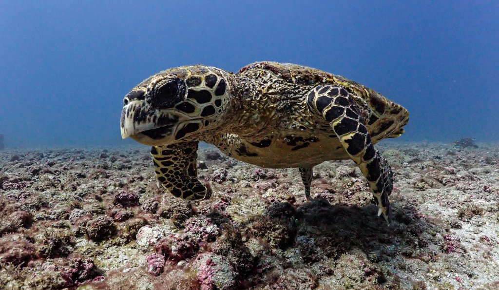 Turtle at Caño Island Costa Rica