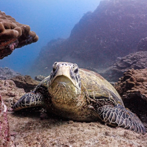 Turtle resting on coral reef.d over a Reef